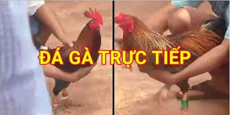 Đá Gà Trực Tiếp Trường Thomo Tại Go99 - Chia Sẻ Từ A Đến Z